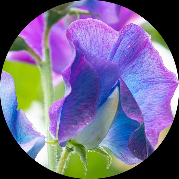 sweetpea4319